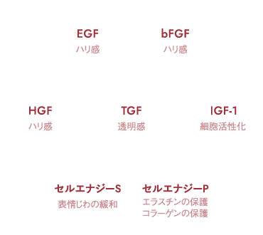 EGF ハリ感 bFGF ハリ感 HGF ハリ感 TGF 透明感 1GF-1 細胞活性化 セルエナジーS 表情じわの緩和 セルエナジーP エラスチンの保護 コラーゲンの保護