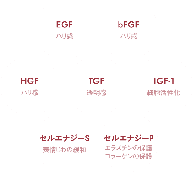 EGF ハリ感 bFGF ハリ感 HGF ハリ感 TGF 透明感 1GF-1 細胞活性化 セルエナジーS 表情じわの緩和 セルエナジーP エラスチンの保護 コラーゲンの保護